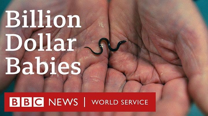 Расследование BBC Eye о международной контрабанде стеклянных угрей